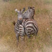 Safaris in den schönsten Nationalparks Tansanias